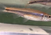 Blue Line Shiner med