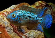 Electric Blue Jack Dempsey 1.25-1.5 inch