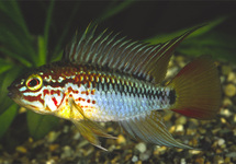 Apist Macmasteri m/l