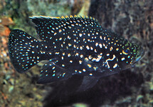 Pollen's Cichlid 1.5 inch