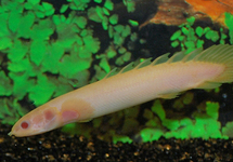Albino Senegal Bichir 3-4 inch