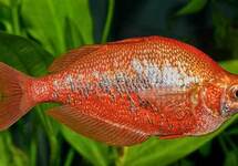 New Guinea Red Rainbow m/l