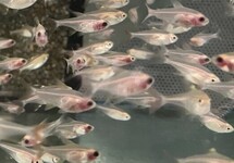 Gold Blush X-Ray Tetra med