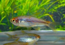 Scratched Inpa Tetra med