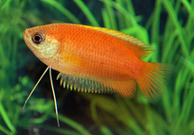 Dwarf Red/Gold Honey Gourami med