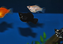 Molly Balloon mix med