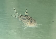 Cor. Zebrina CW111 s/m