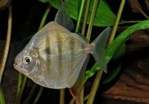 Tiger Silver Dollar s/m