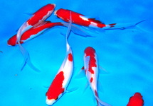 Sarasa Comets 2.5-3.0 inch