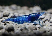 Blue velvet shrimp med