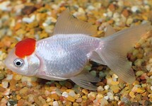 Red Cap Oranda Fantail 2.0-2.5 inch