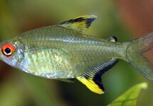 Lemon Tetra s/m