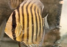Discus Green Peru 2-2.5 inch