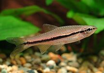 Brilliant Rasbora med