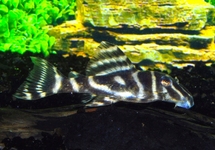 Zebra Plec. Colombia L129 med
