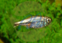 Gold Tetra Colombia med