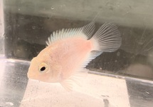 White Parrot Cichlid sm