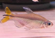 Yellow Tailed Congo med