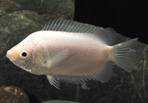 Pink Kissing Gourami 2 inch