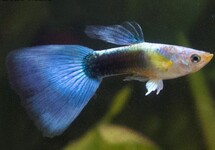 Guppy Male Blue Saphire m/l