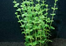 BUNCH LLOYDIELLA (Min. 12)