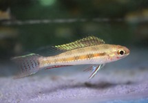 Checkerboard Cichlid xl
