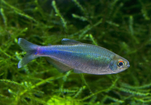 Blue Tetra lg