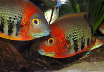 Orange Shoulder Severum 1.25-1.5 inch