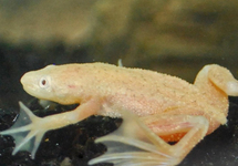 Gold African Dwarf Frogs med