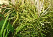 BUNCH LUDWIGIA  CUBAN (Min. 12)