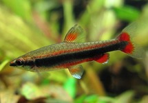 Red Beckfordi Pencil med