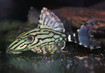 Broken Stripe Royal Plec. L191 - 2.5-3 inch