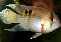 Keyhole Cichlid 1.5 inch