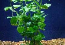 BUNCH CREEPING CHARLIE (Min. 12)