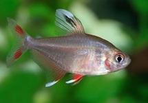 Rosy Tetra s/m