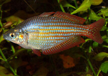 Red Laser Rainbow med