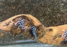 Zebra Plecostomus L46 1.5 inch