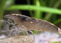 Mountain Rock Shrimp med