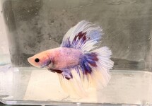 Betta Male Halfmoon Pastel lg