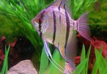 Scalare Angel Peru lg