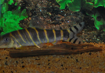 Indian Multistripe Loach med