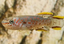 Steel Blue Killie med