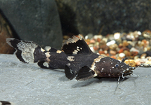 Black Bumble Bee Cat med Brazil