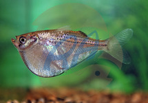 Silver Hatchet Colombia lg