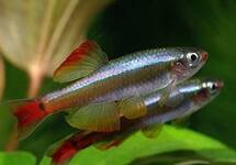 Longfin Red White Cloud Danio m/l