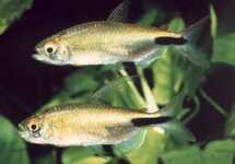 Longfin Yellow Congo Tetra lg