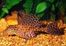 Sailfin Plecostomus m/l