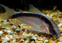 Cor. Arcuatus lg (Colombia)