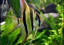 Altum Angel - Captive Raised - s/m