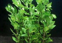 BUNCH MEXICAN OAK LEAF (Min. 12)